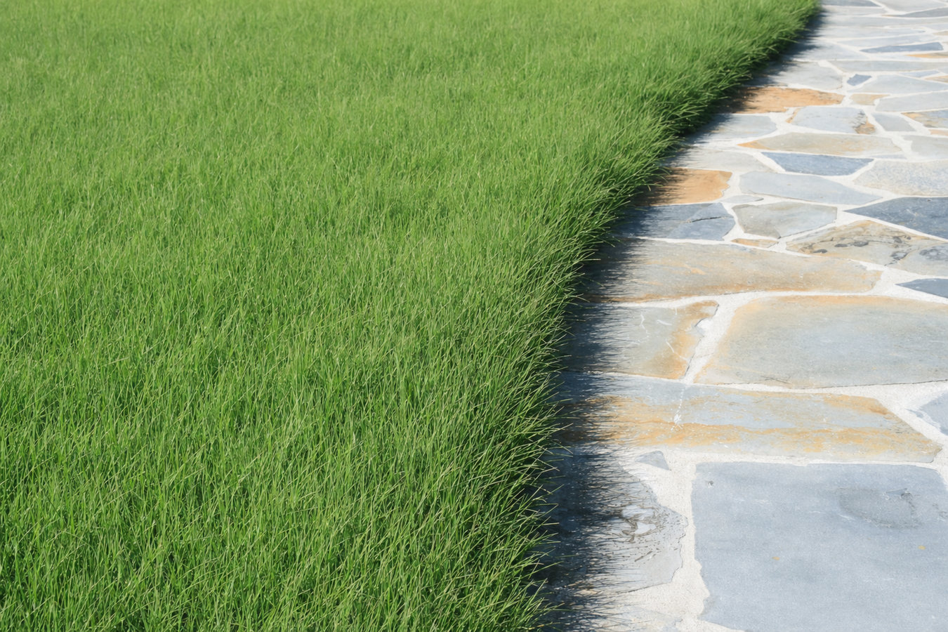 Drought-tolerant turf in San Rafael, CA